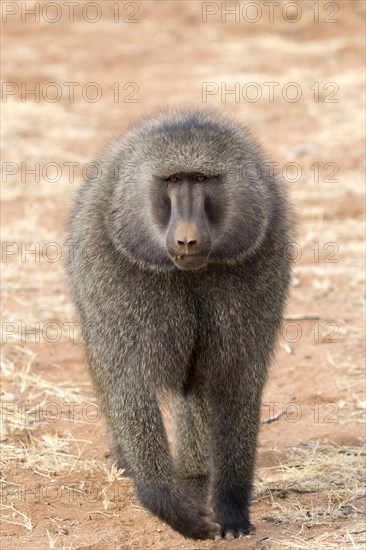 Olive baboon