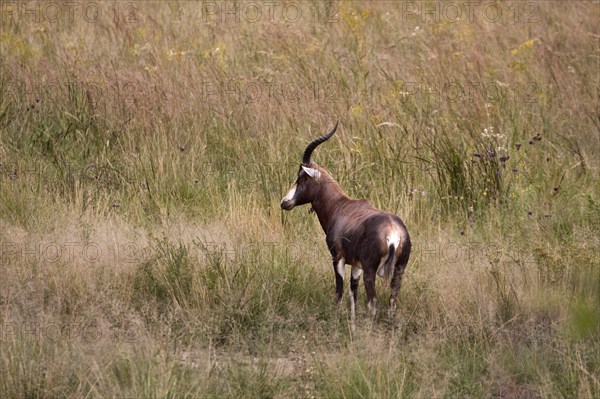 Bontebok