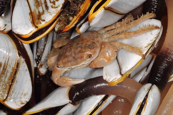 Adult Columbus crayfish