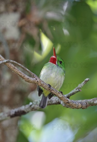 Jamaican tody