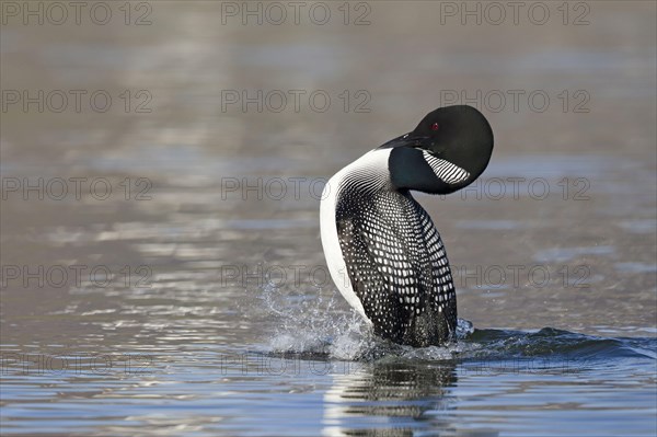 Great Northern great northern loon
