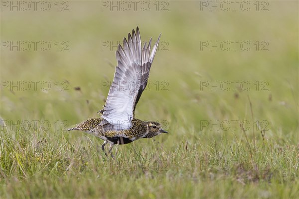 European golden plover