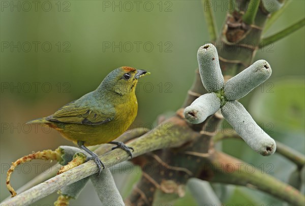 Euphonia