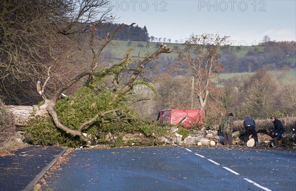 Clearing fallen tree from road after being blown over in wind