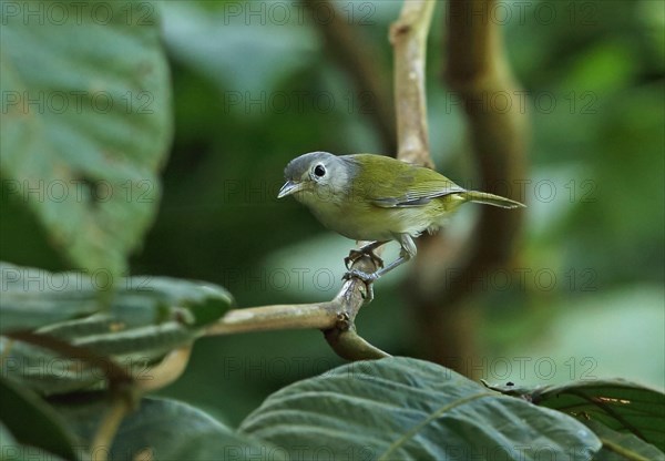 Dwarf vireo