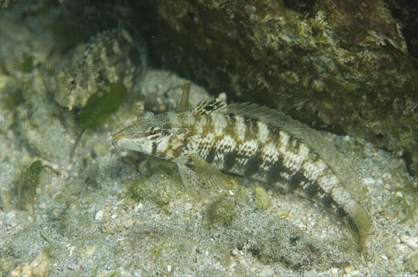 Sharpnose Sandperch