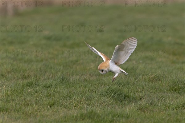 Common barn owl