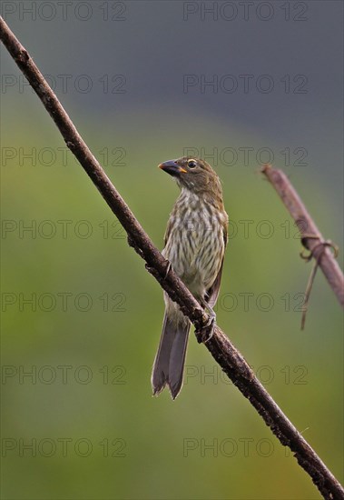 Striped saltator