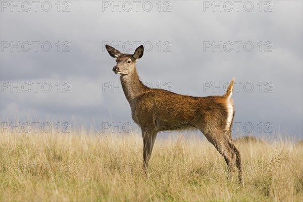 Red deer