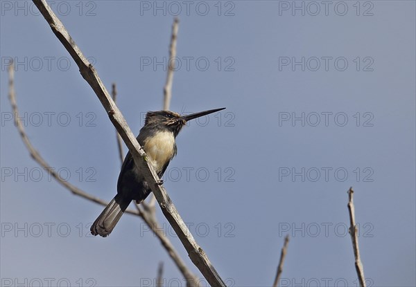 Three-toed Jacamar