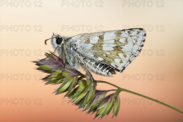 Safflower Skipper