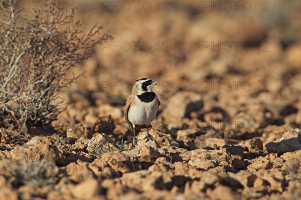 Temminck's Horned Lark