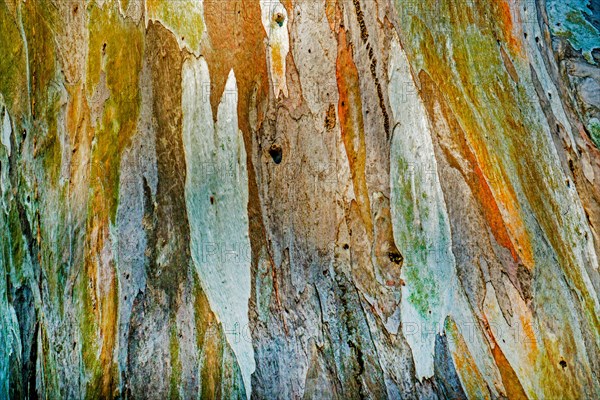 Eucalyptus bark