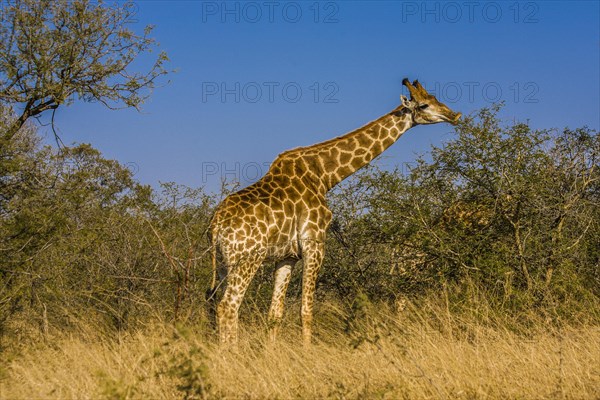 Giraffe