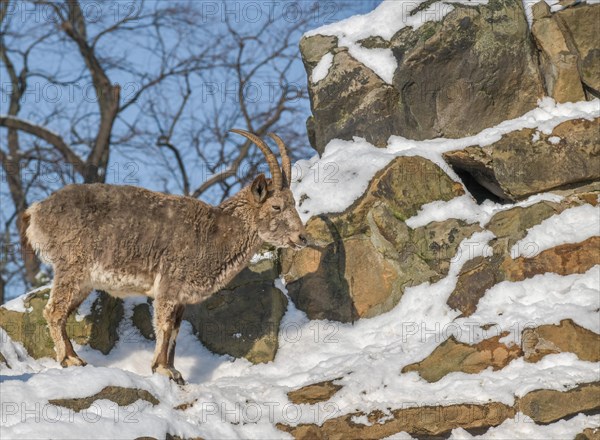 Siberian ibex