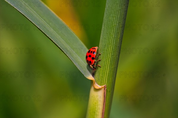 Asian lady beetle