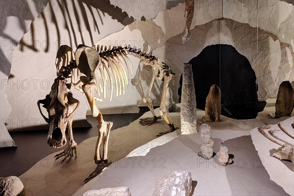 Skeleton of a cave bear in the Museum of the County of Mark in Altena Castle