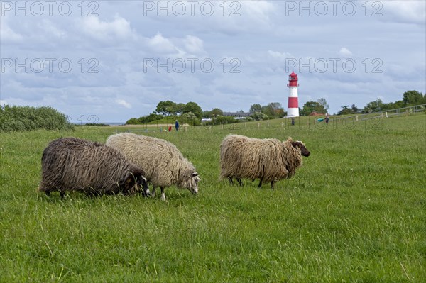 Norwegian sheep on the dike