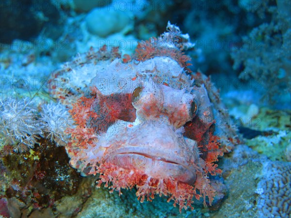 Red scorpionfish