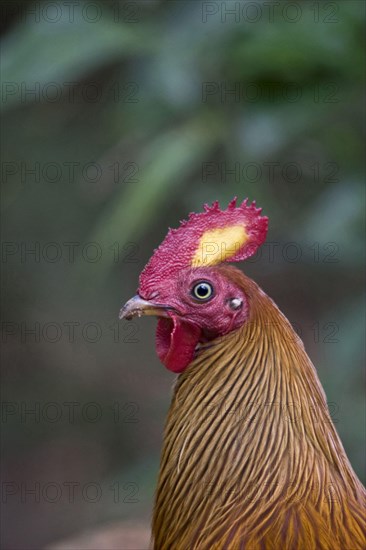 Gallus lafayettii