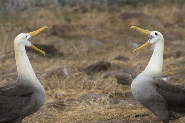 Scattering of wavy albatrosses on Espanola Island
