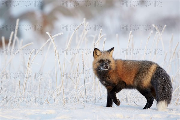 American red fox