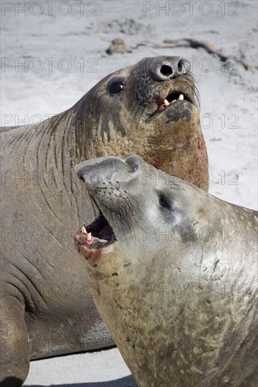 Southern elephant seal