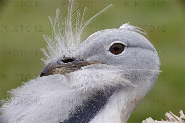 Great bustard