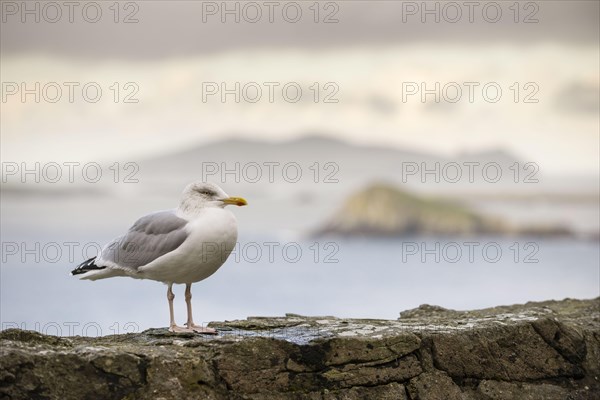 Herring Gull