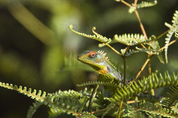 Beautiful Lizard