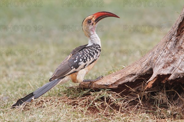 Northern red-billed toco