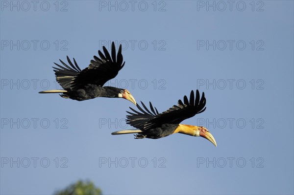 Blyth hornbill