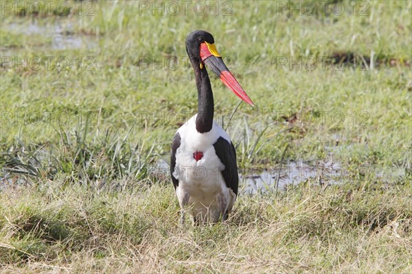 Saddle-billed stork