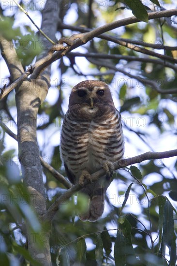 Madagascar Owl