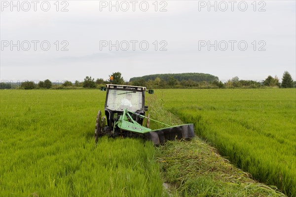 Asian rice