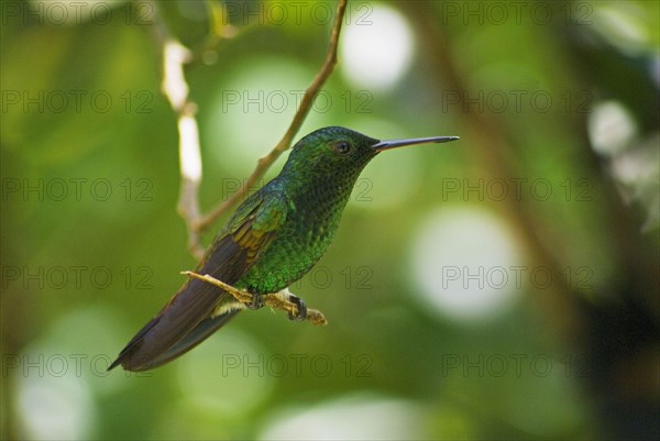 Copper-rumped Hummingbird