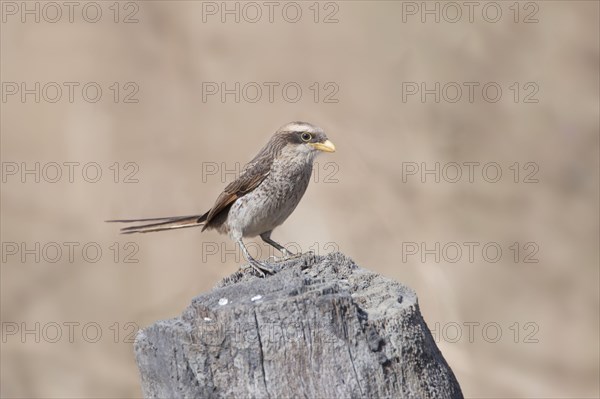 Yellow-billed shrike