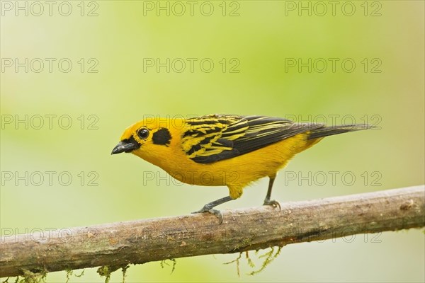 Golden Tanager