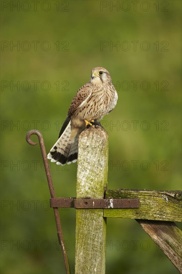 Common common kestrel