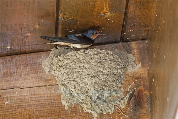 Barn Swallow