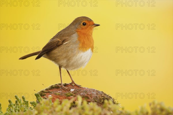 European Robin