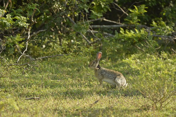 Indian Hare