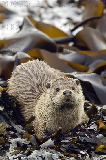 European Otter