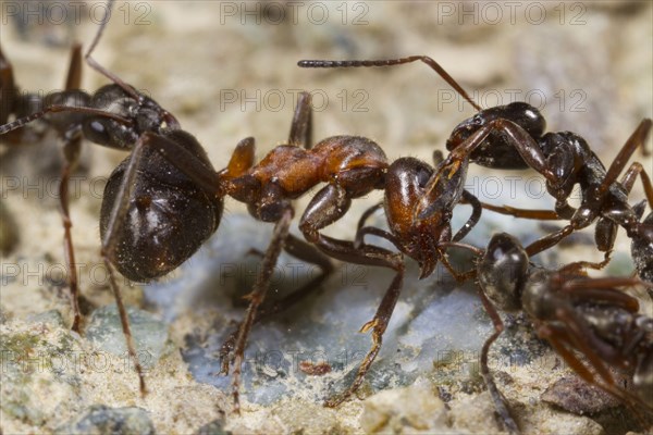 Wood Ant