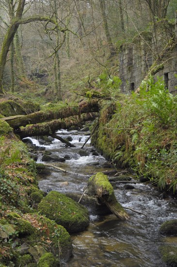 View of river flowing through deciduous woodland habitat