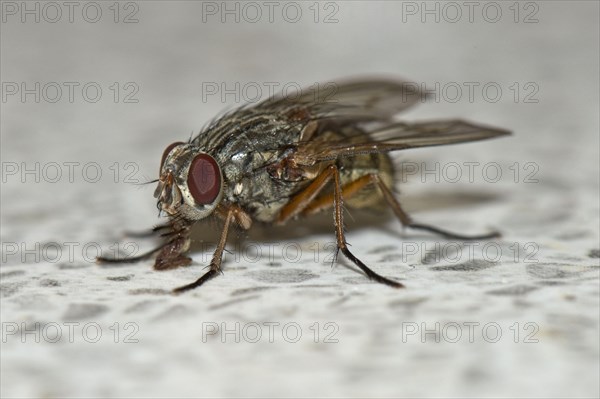 House fly