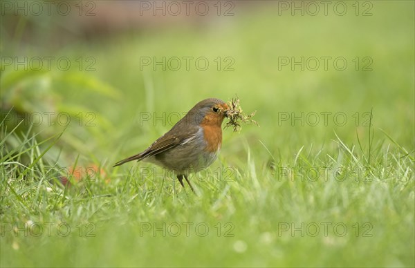 European Robin