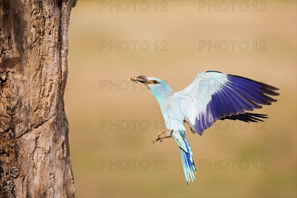 European Roller