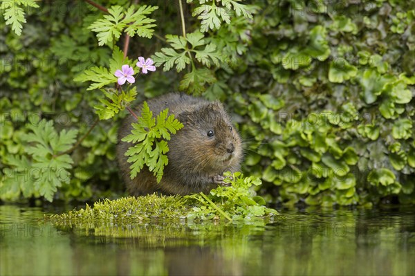 European water vole