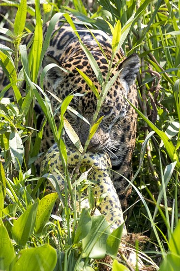 South american jaguar